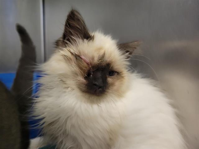 Enlarge MS. HOLLYWOOD, a Adoptable Domestic Long Hair in Palo Alto, CA image 1/1