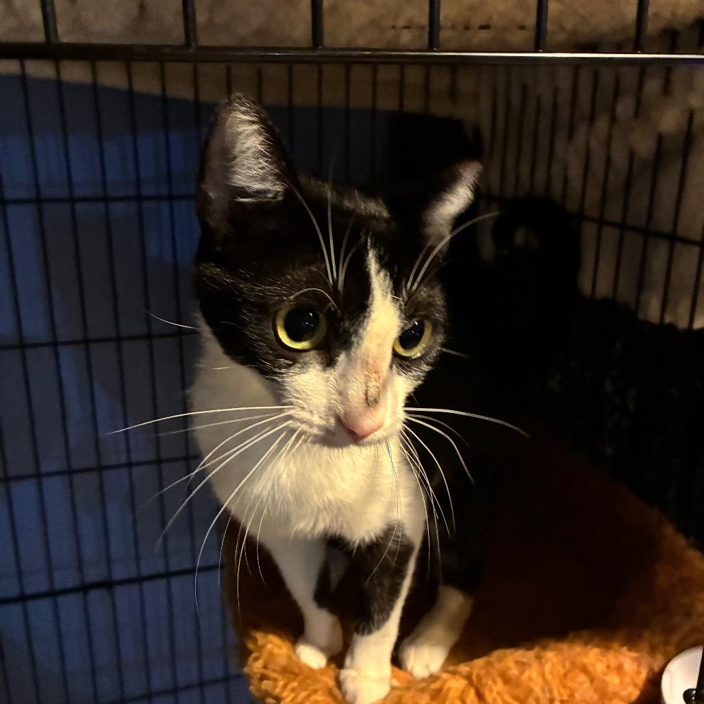 Dorothy, Adoptable, Young Female Domestic Short Hair.