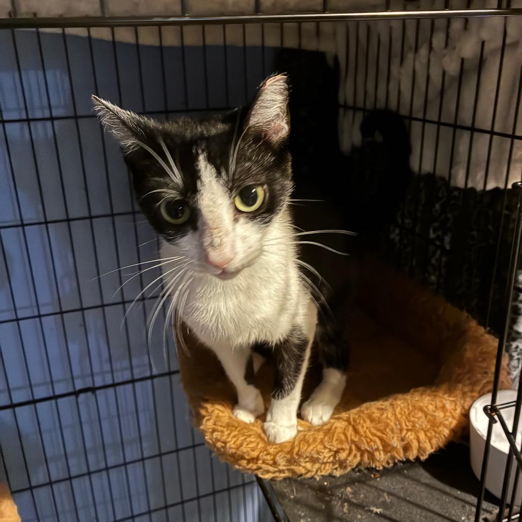 Enlarge Dorothy, a Adoptable Domestic Short Hair in Woodbridge, VA image 2/3