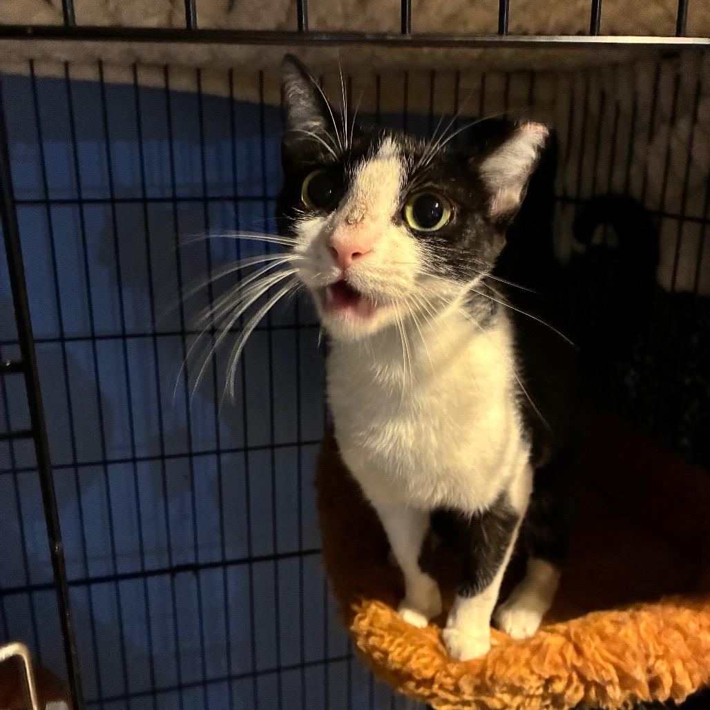 Enlarge Dorothy, a Adoptable Domestic Short Hair in Woodbridge, VA image 3/3