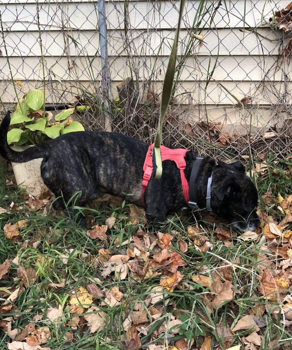 Enlarge Spock, a Adoptable American Bully in Waynesboro, TN image 1/5