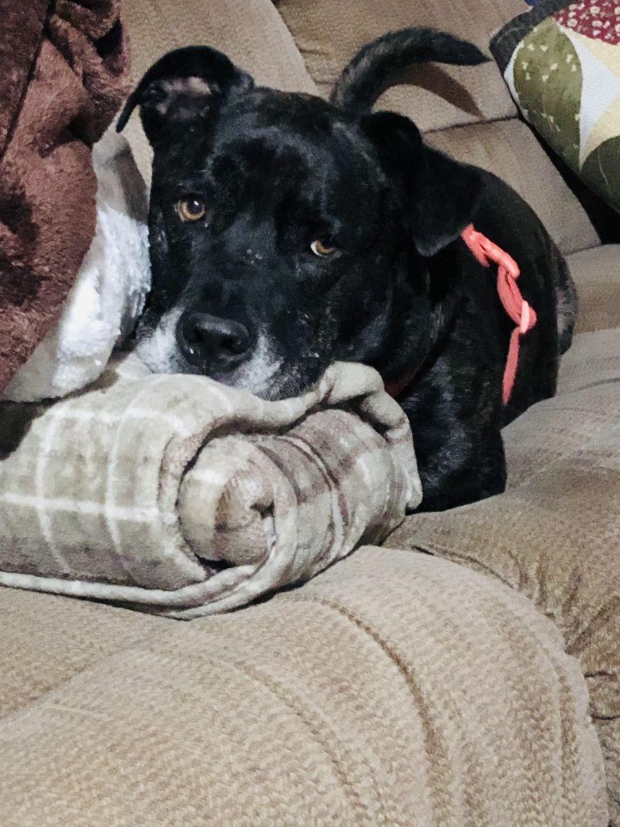 Enlarge Spock, a Adoptable American Bully in Waynesboro, TN image 2/5