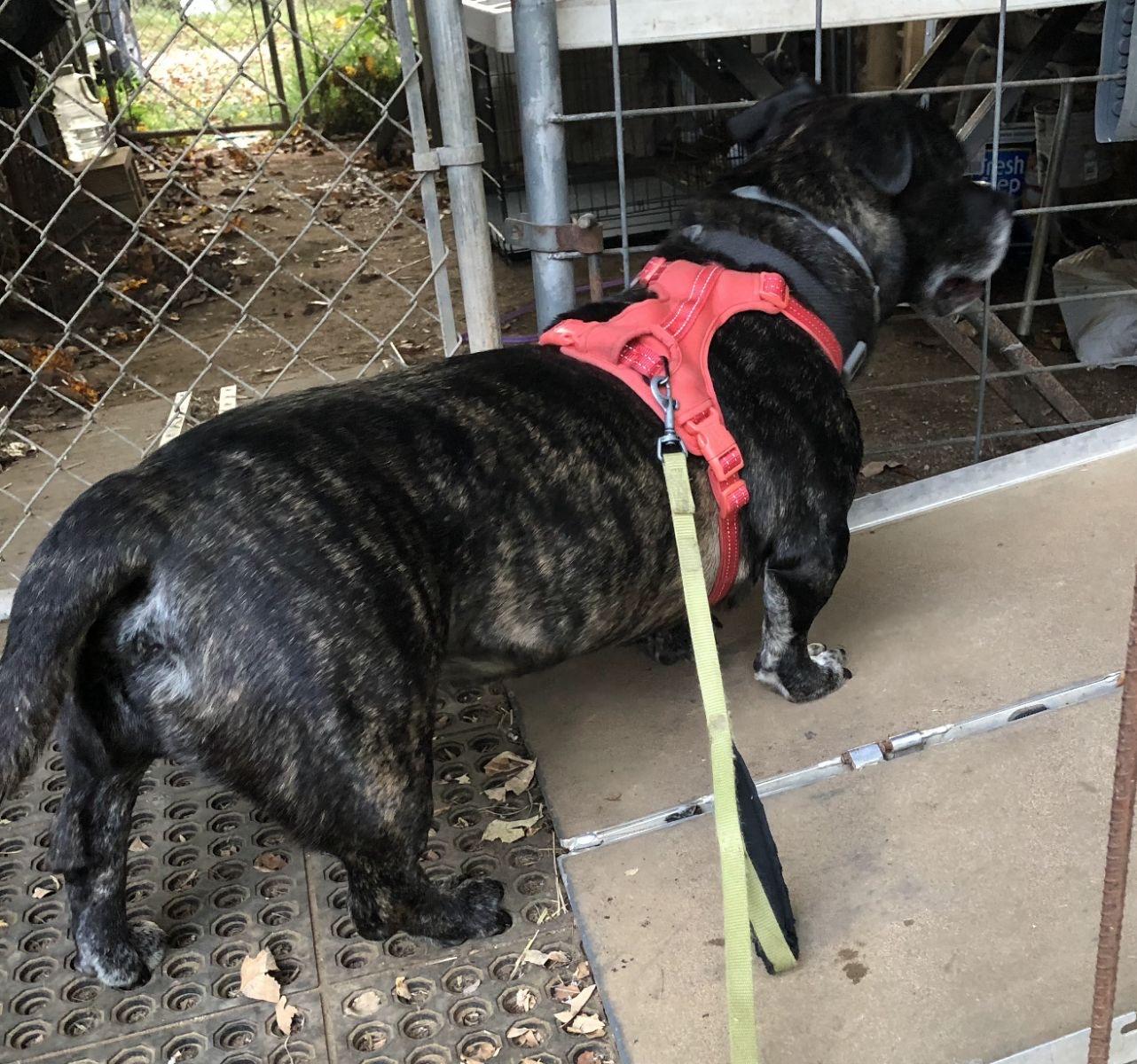 Enlarge Spock, a Adoptable American Bully in Waynesboro, TN image 4/5