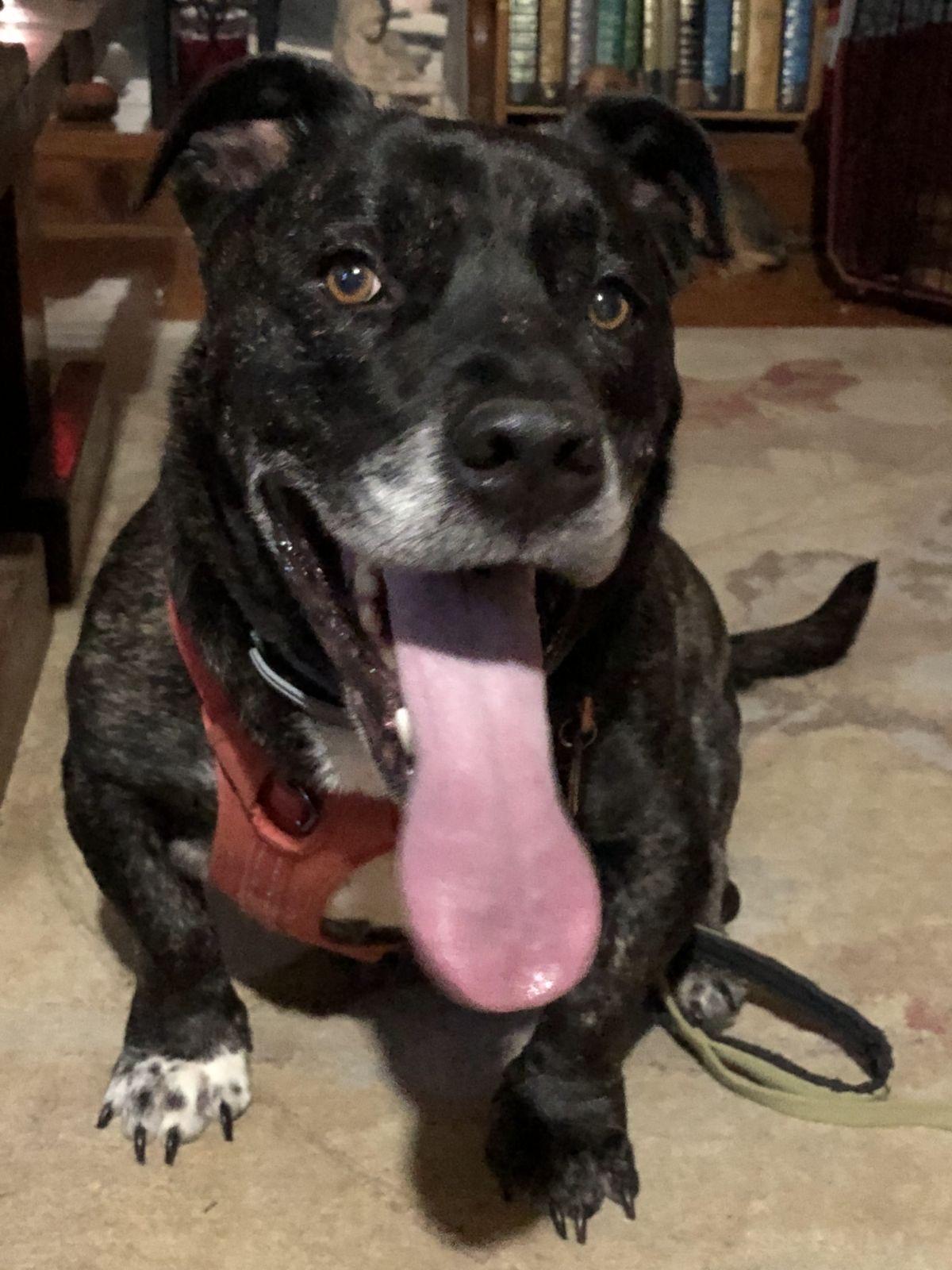 Enlarge Spock, a Adoptable American Bully in Waynesboro, TN image 5/5