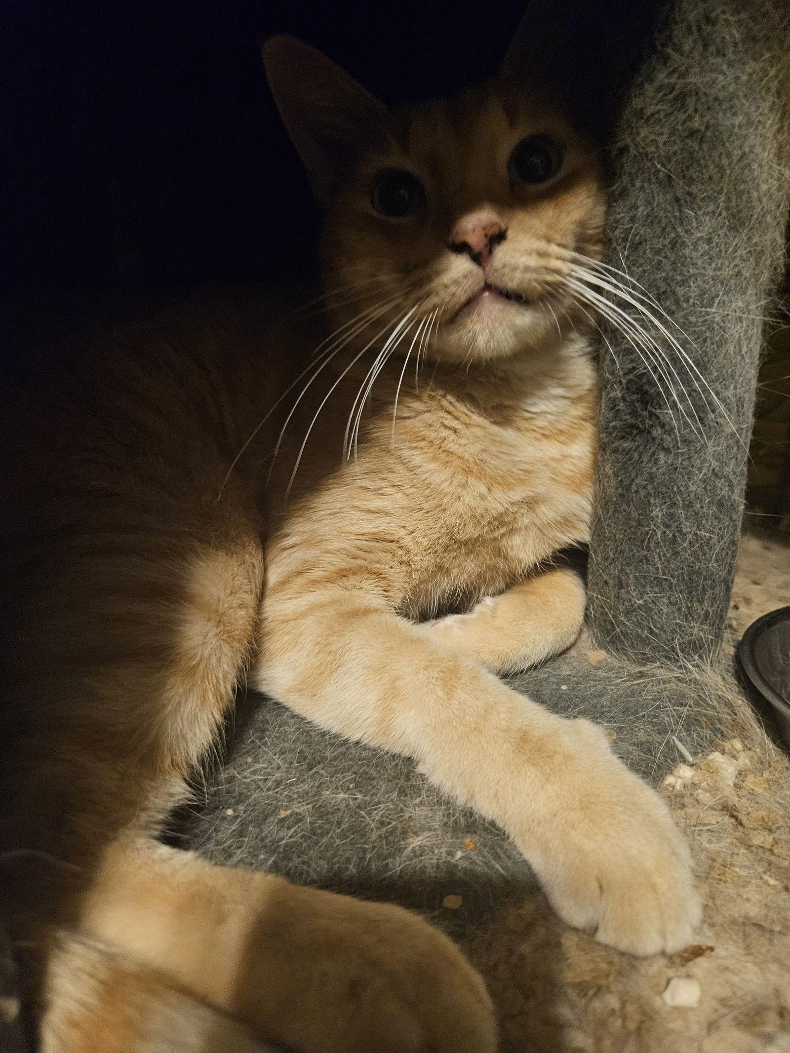 Jareth, a Adopted Domestic Short Hair in Plano, TX image 1/3