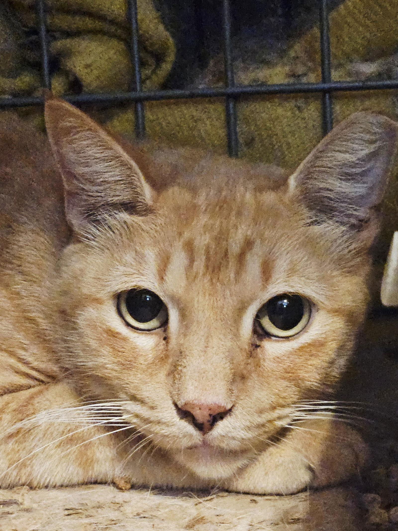 Jareth, a Adopted Domestic Short Hair in Plano, TX image 3/3