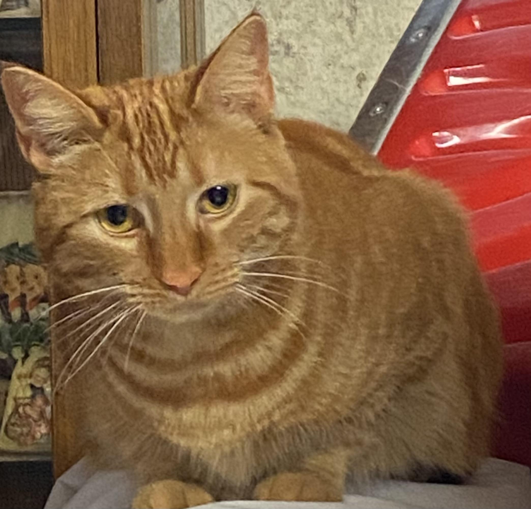 Orange Girl - double paws! , Adoptable, Adult Female Extra-Toes Cat / Hemingway Polydactyl.