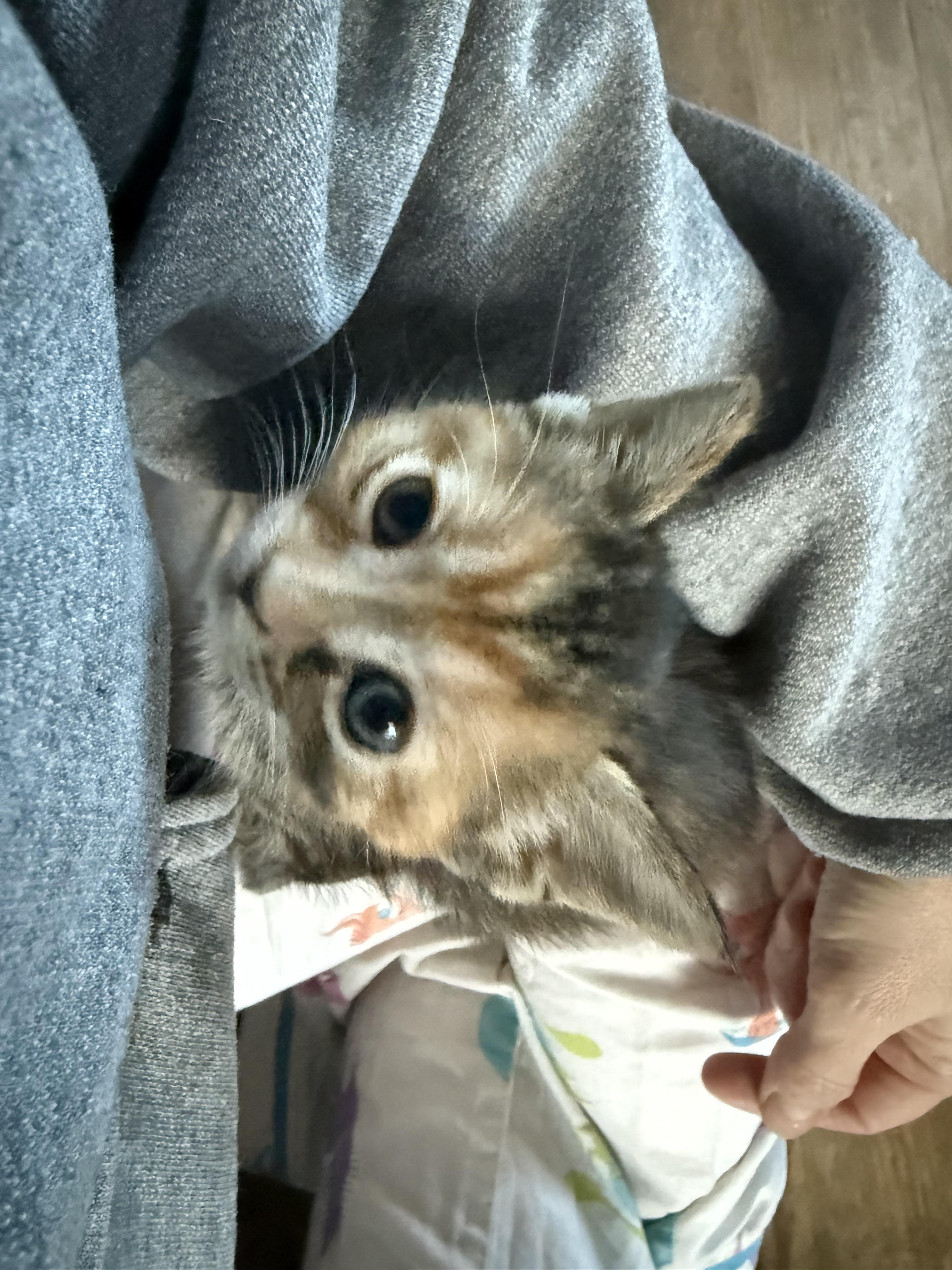 Madeline, Adoptable, Kitten Female Domestic Short Hair.