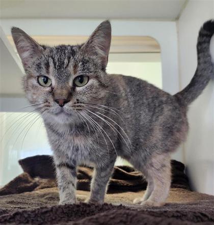 Pepsi, Adoptable, Adult Female Domestic Short Hair & Domestic Short Hair.