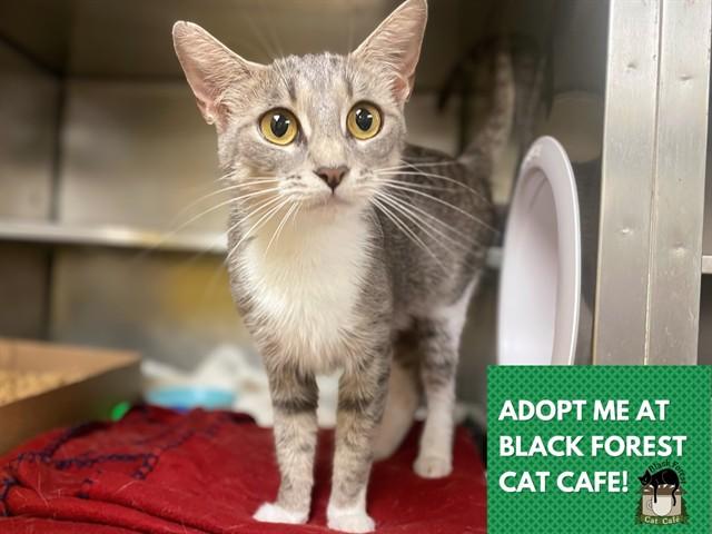 Enlarge DOLLY, a Adoptable Domestic Short Hair in Fort Wayne, IN image 1/1