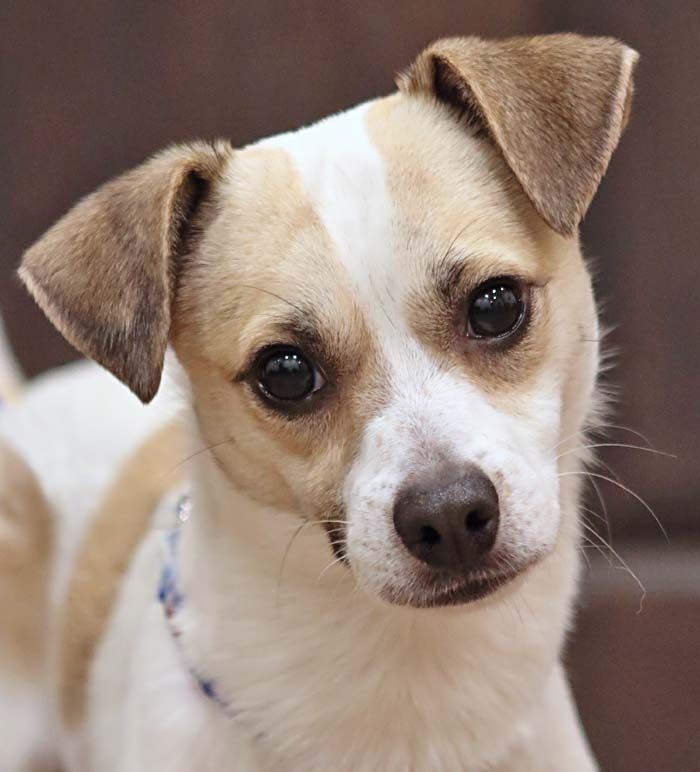 Clifford von Breese is an adorable 11-12 month old terrierchihuahua mix Per his foster mom Cliffo