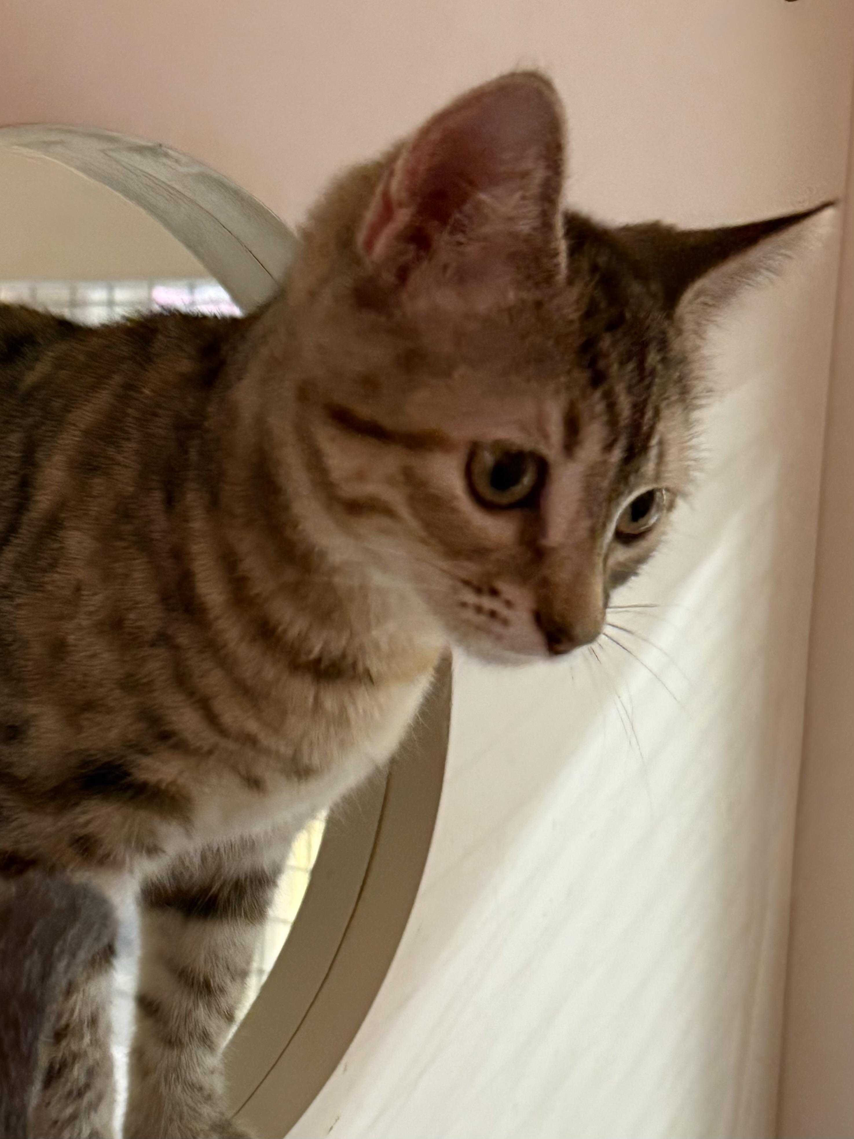 Enlarge ROUX, an adopted Tabby in Lake Ozark, MO image 1/1