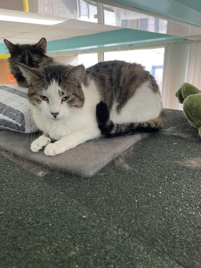 Pippin, Adoptable, Adult Female Domestic Short Hair.