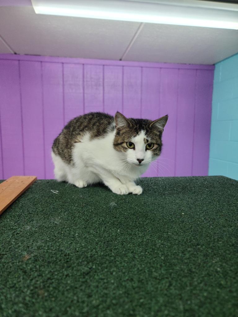 Enlarge Pippin, a Adoptable mixed breed in Jim Thorpe, PA image 2/6