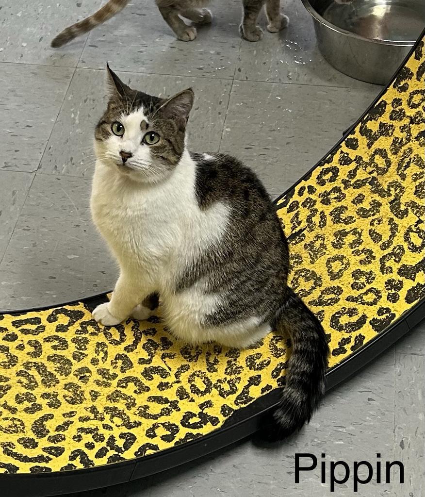 Enlarge Pippin, a Adoptable mixed breed in Jim Thorpe, PA image 5/6