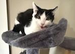 Henry, Adoptable, Kitten Male Domestic Short Hair.