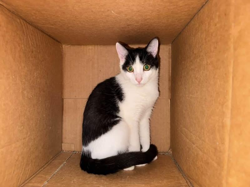 Henry, Adoptable, Kitten Male Domestic Short Hair.