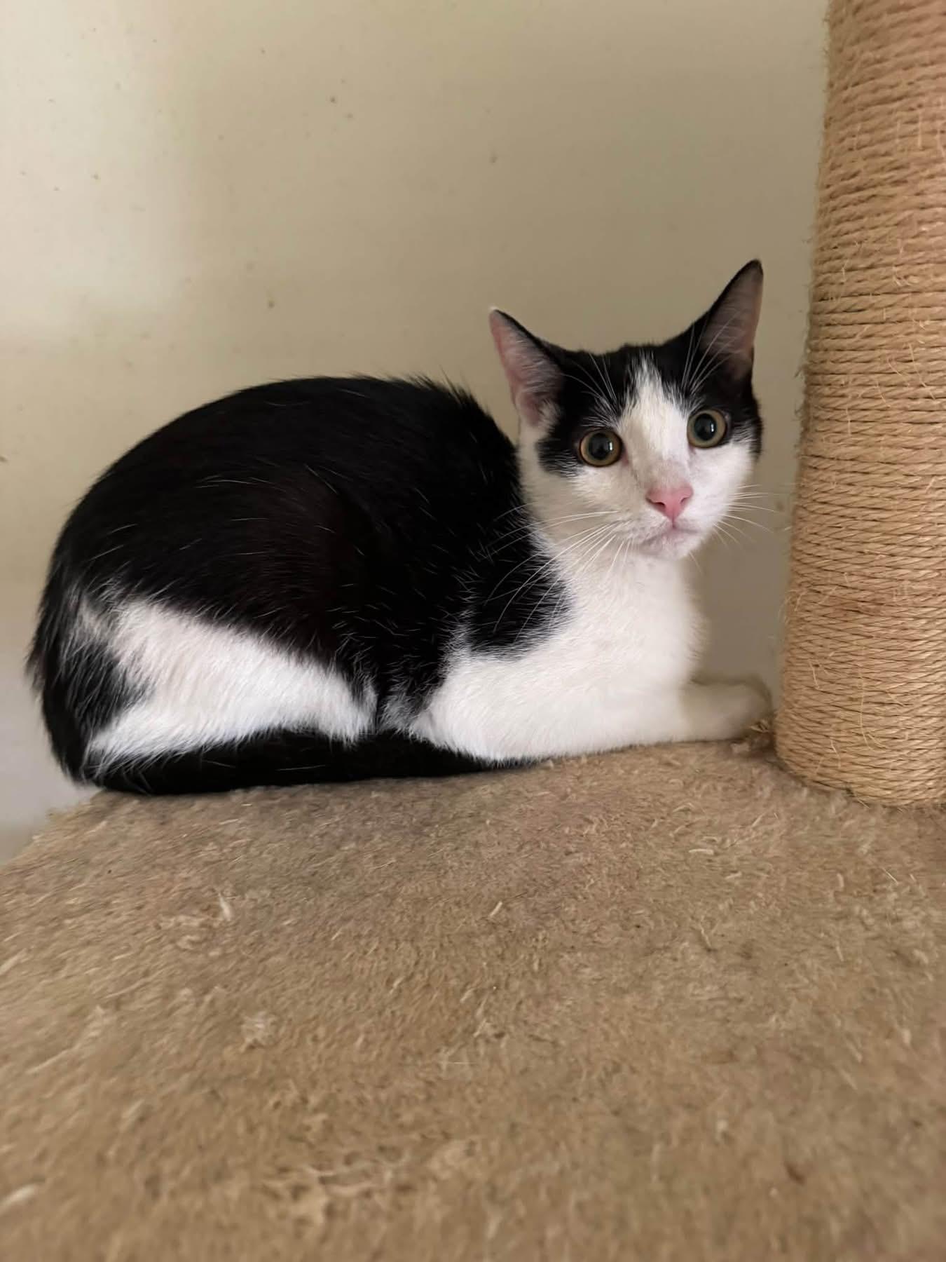 Enlarge Henry, a Adoptable Domestic Short Hair in Ontario, NY image 3/3