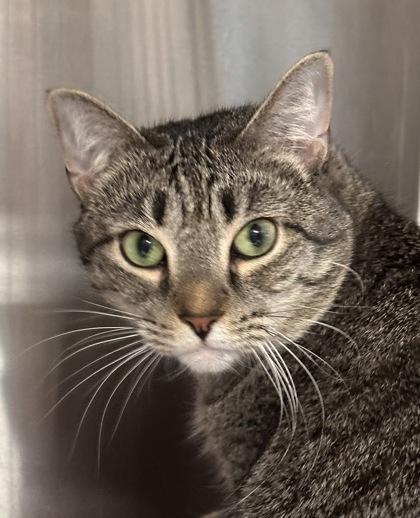 Enlarge Buggy, a Adoptable Domestic Short Hair in Bridgewater, NJ image 1/1