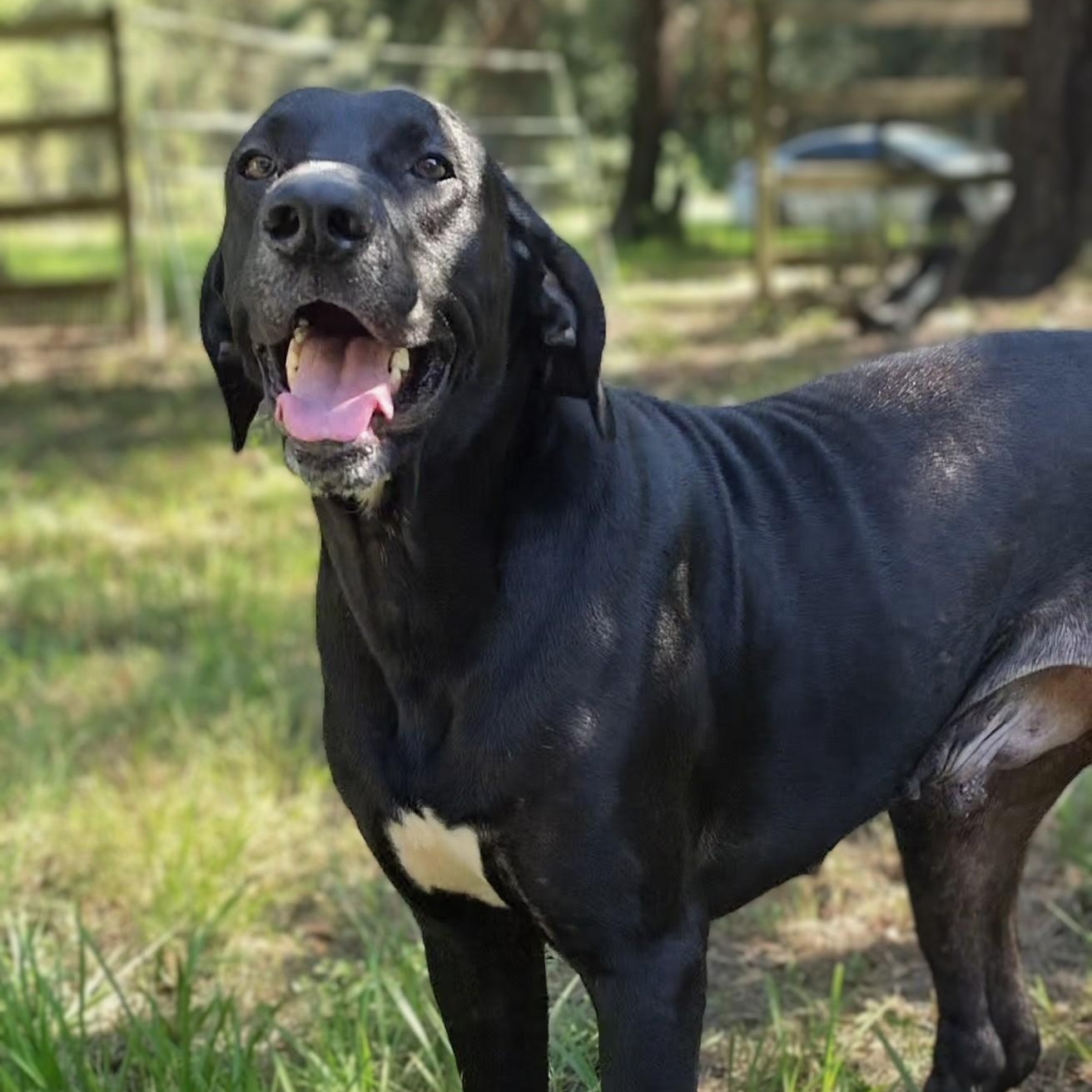 Enlarge Tucker, a Adoptable mixed breed in Evansville, IN image 4/6