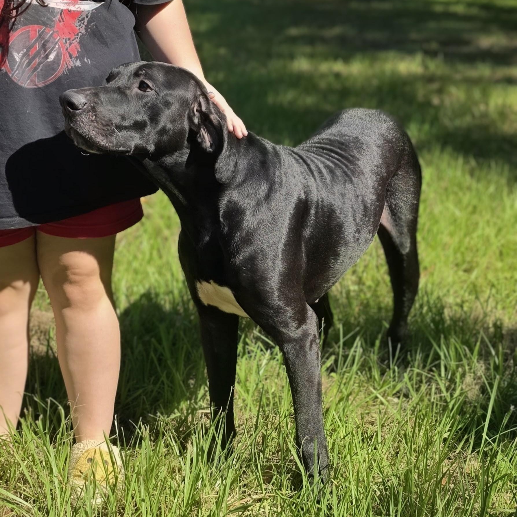Enlarge Tucker, a Adoptable mixed breed in Evansville, IN image 1/6