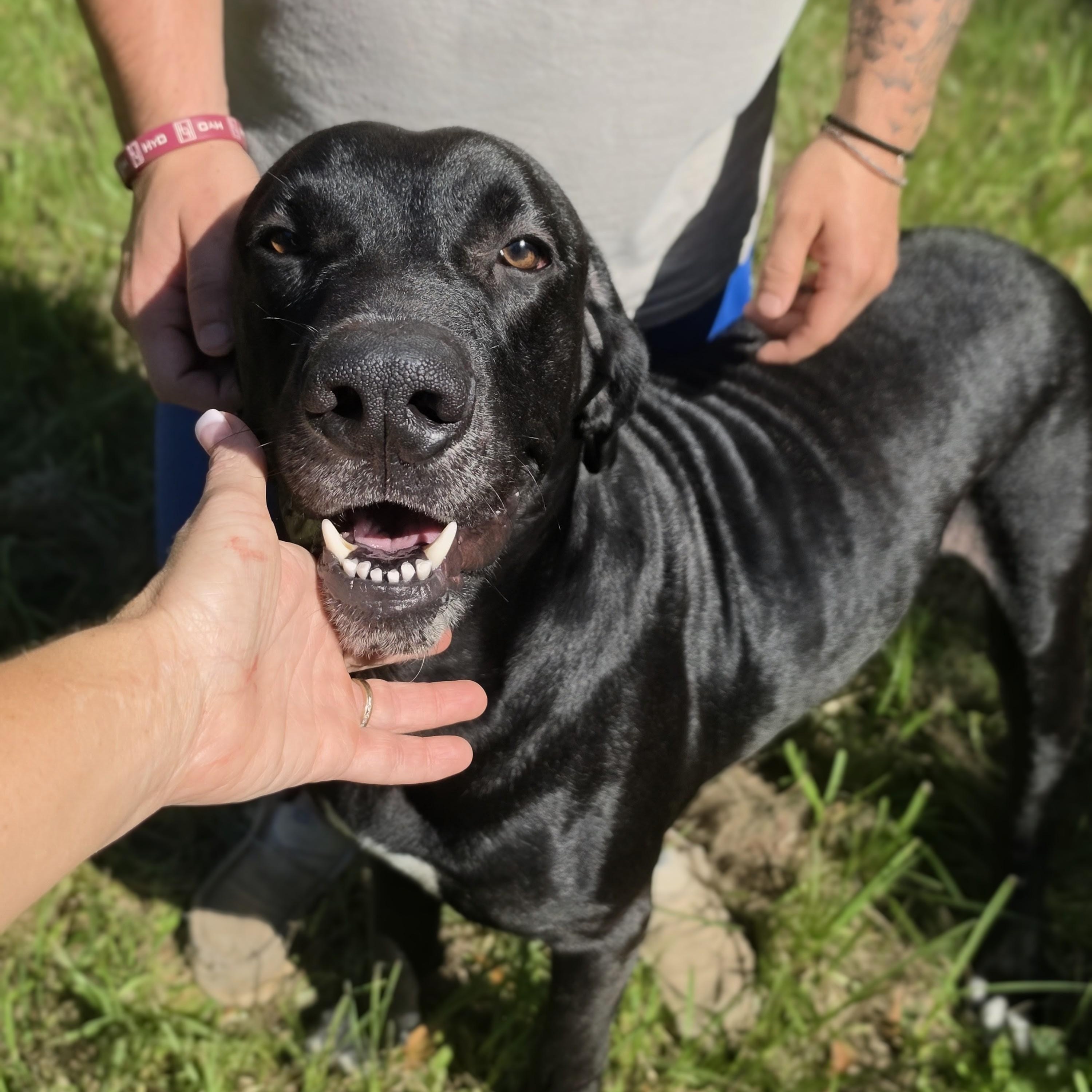 Enlarge Tucker, a Adoptable mixed breed in Evansville, IN image 2/6