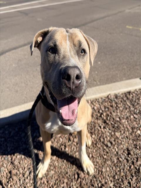 Enlarge THEO, a Adoptable Pit Bull Terrier in Phoenix, AZ image 1/1