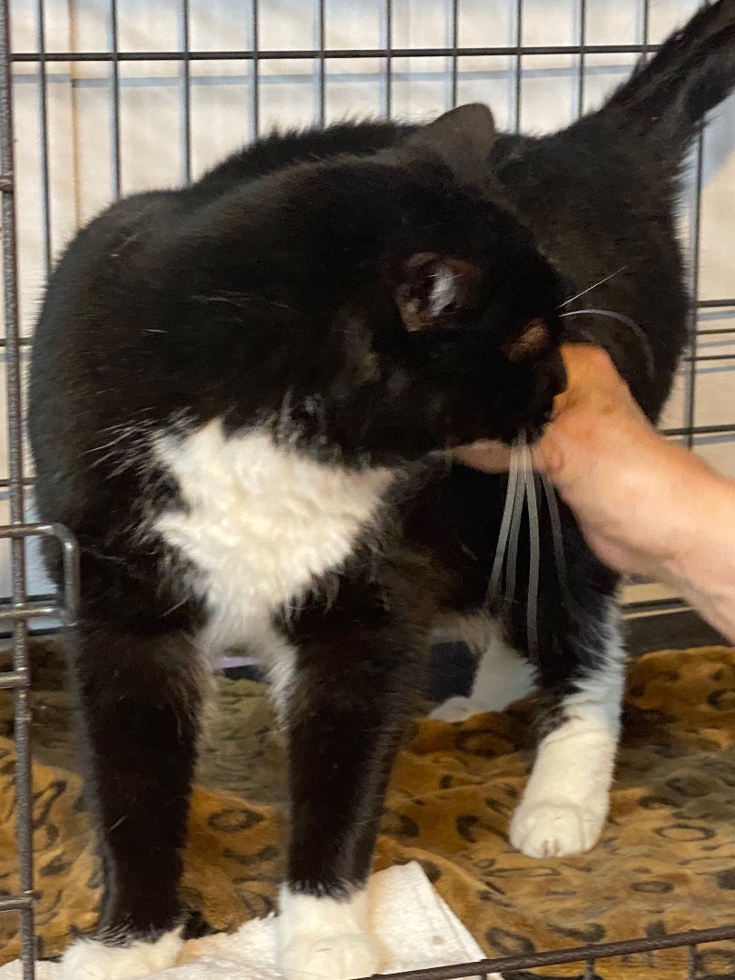 Jasper, Adoptable, Senior Male Domestic Short Hair.