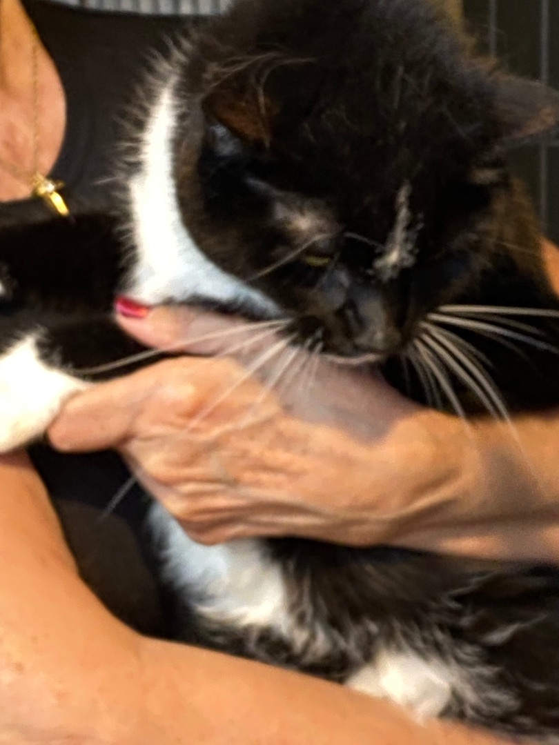 Enlarge Jasper, a Adoptable Domestic Short Hair in Butler, PA image 3/12