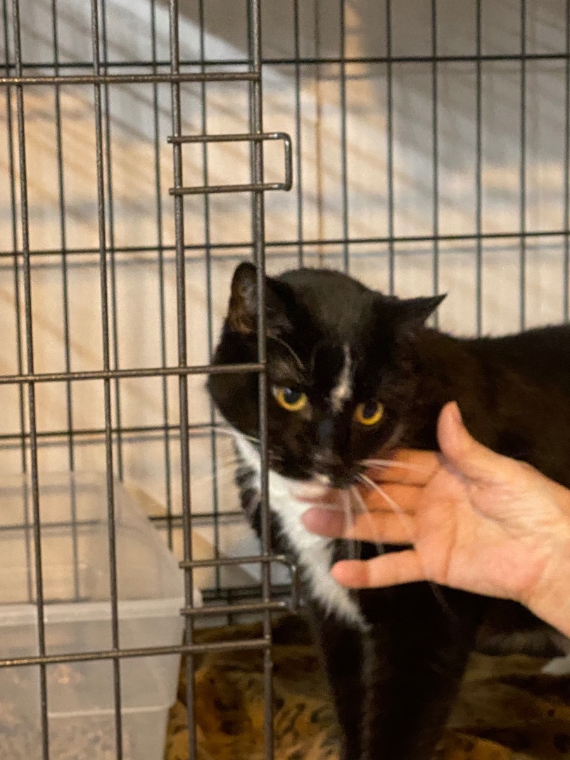 Enlarge Jasper, a Adoptable Domestic Short Hair in Butler, PA image 4/12