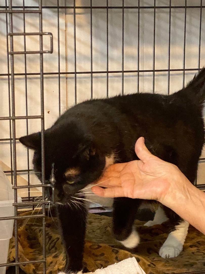 Enlarge Jasper, a Adoptable Domestic Short Hair in Butler, PA image 5/12