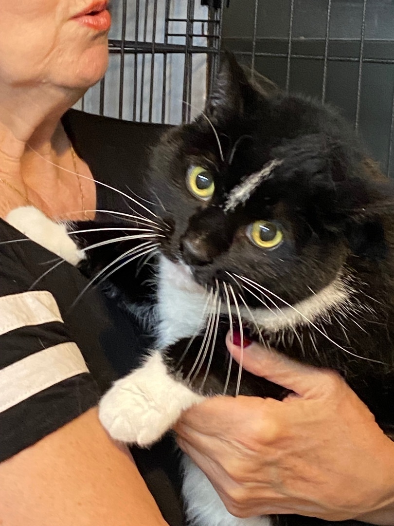 Jasper, Adoptable, Senior Male Domestic Short Hair.