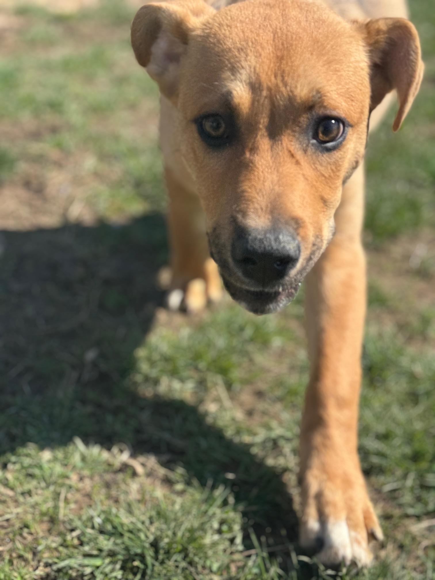 Enlarge Kane, a ADOPTABLE mixed breed in Benton Harbor, MI image 6/6