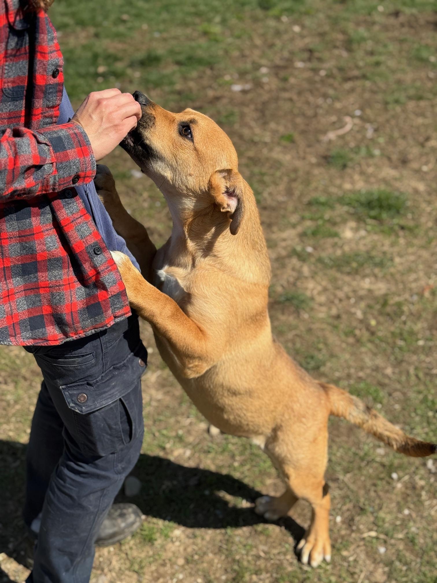 Enlarge Kane, a ADOPTABLE mixed breed in Benton Harbor, MI image 5/6