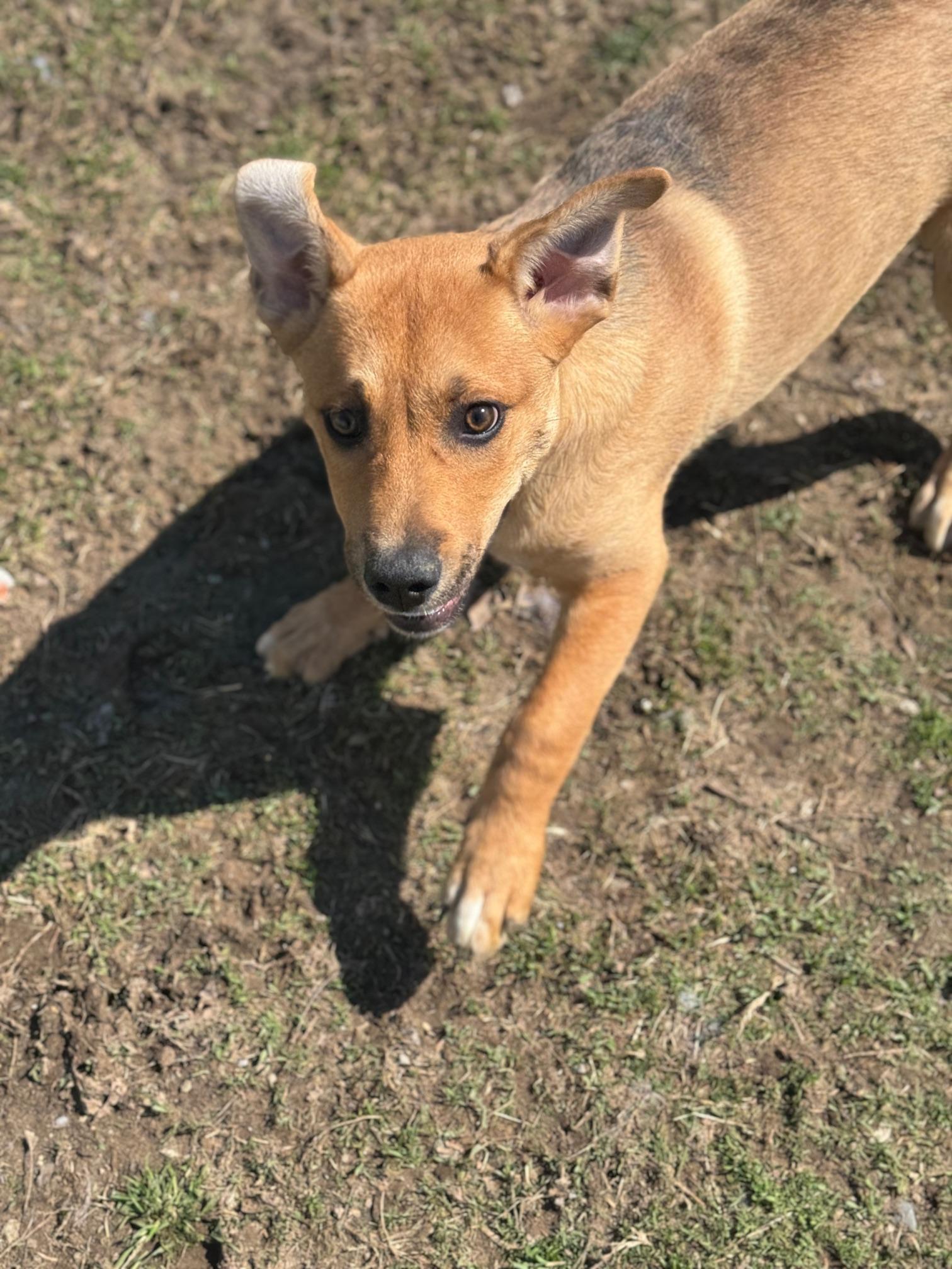 Enlarge Kane, a ADOPTABLE mixed breed in Benton Harbor, MI image 3/6
