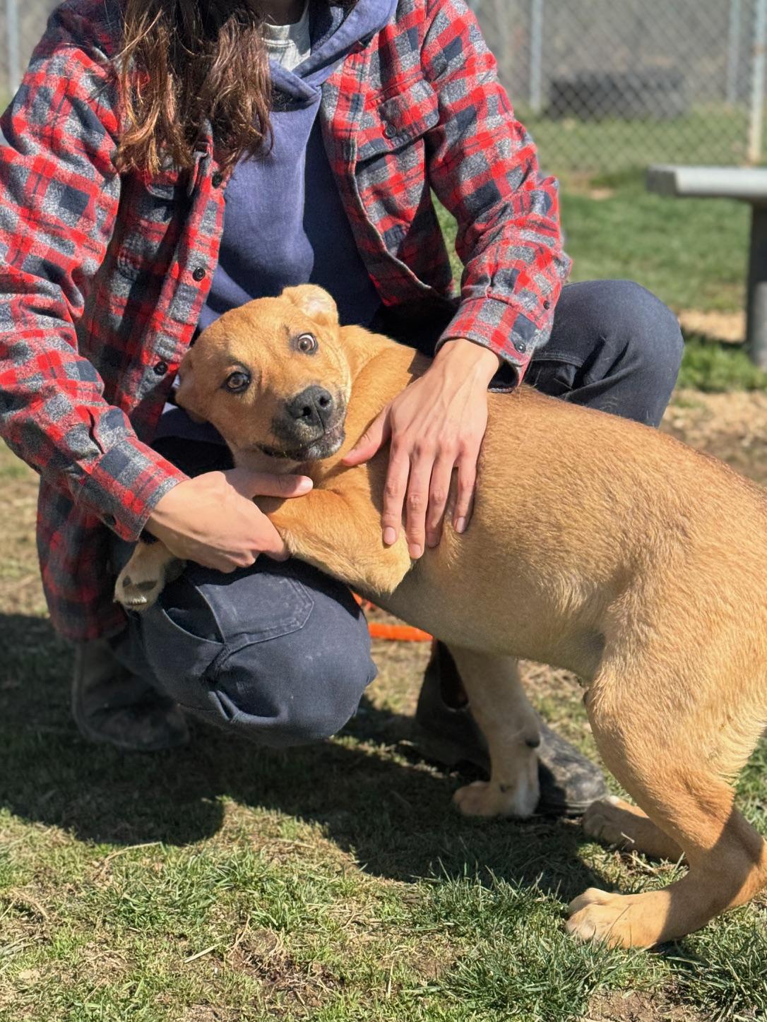 Enlarge Kane, a ADOPTABLE mixed breed in Benton Harbor, MI image 4/6