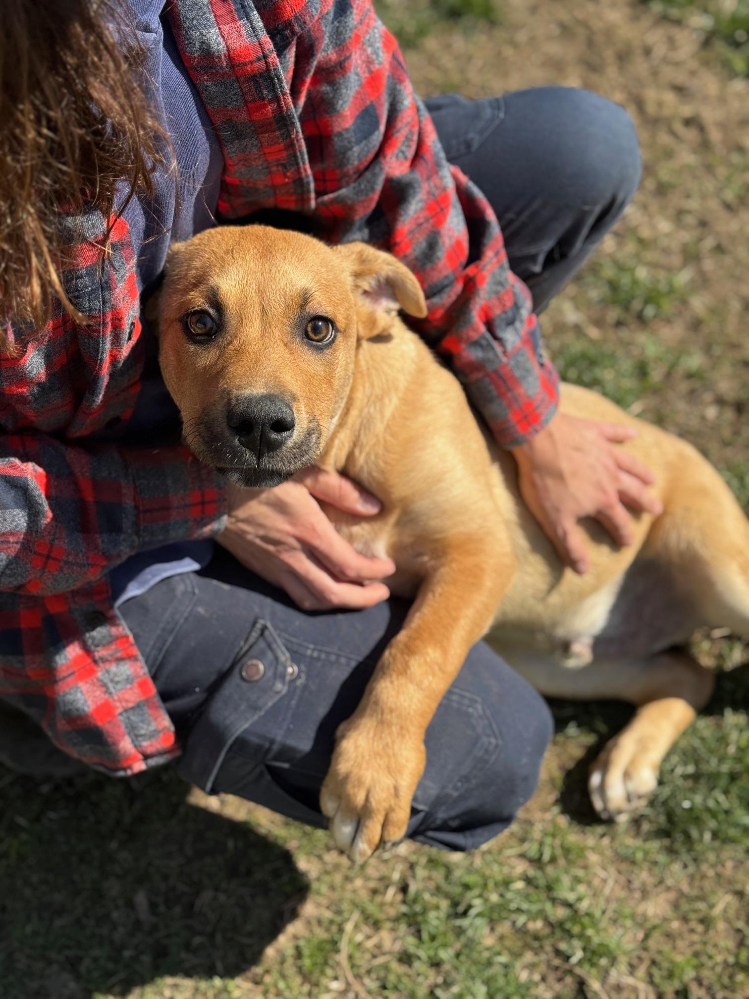 Enlarge Kane, a ADOPTABLE mixed breed in Benton Harbor, MI image 2/6