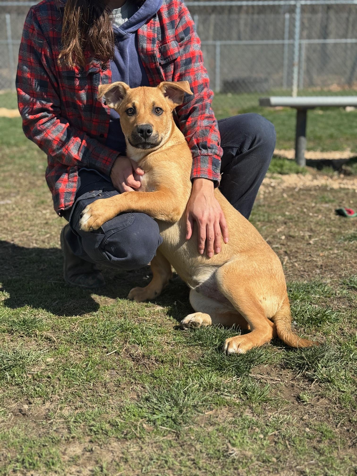 Kane, ADOPTABLE, Puppy Male Shepherd & Mixed Breed.