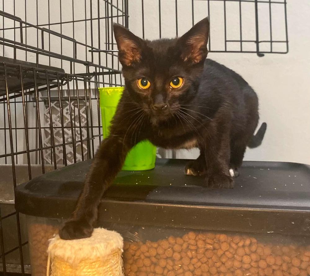 Bagel, Adoptable, Kitten Female Domestic Short Hair.