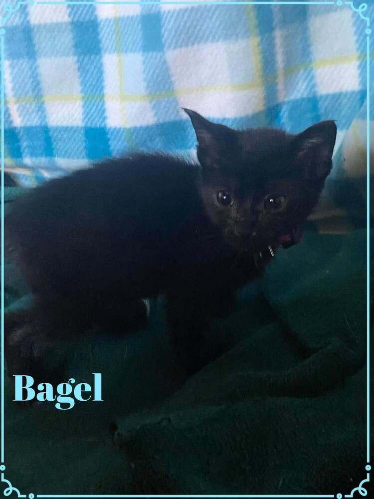 Enlarge Bagel, a Adoptable Domestic Short Hair in Shawnee, OK image 2/4