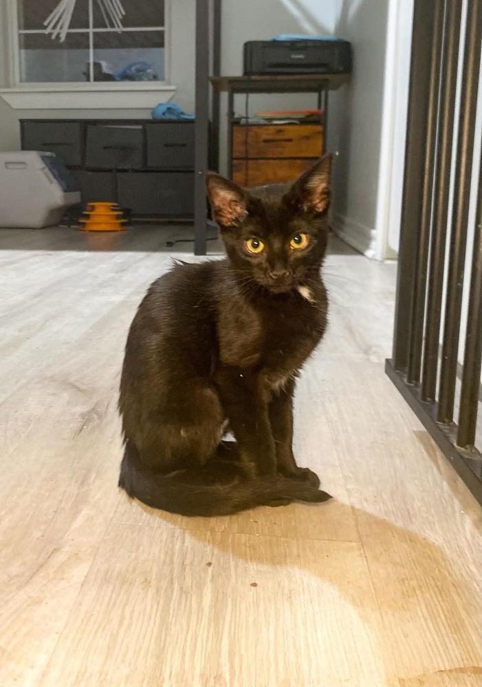 Enlarge Bagel, a Adoptable Domestic Short Hair in Shawnee, OK image 3/4