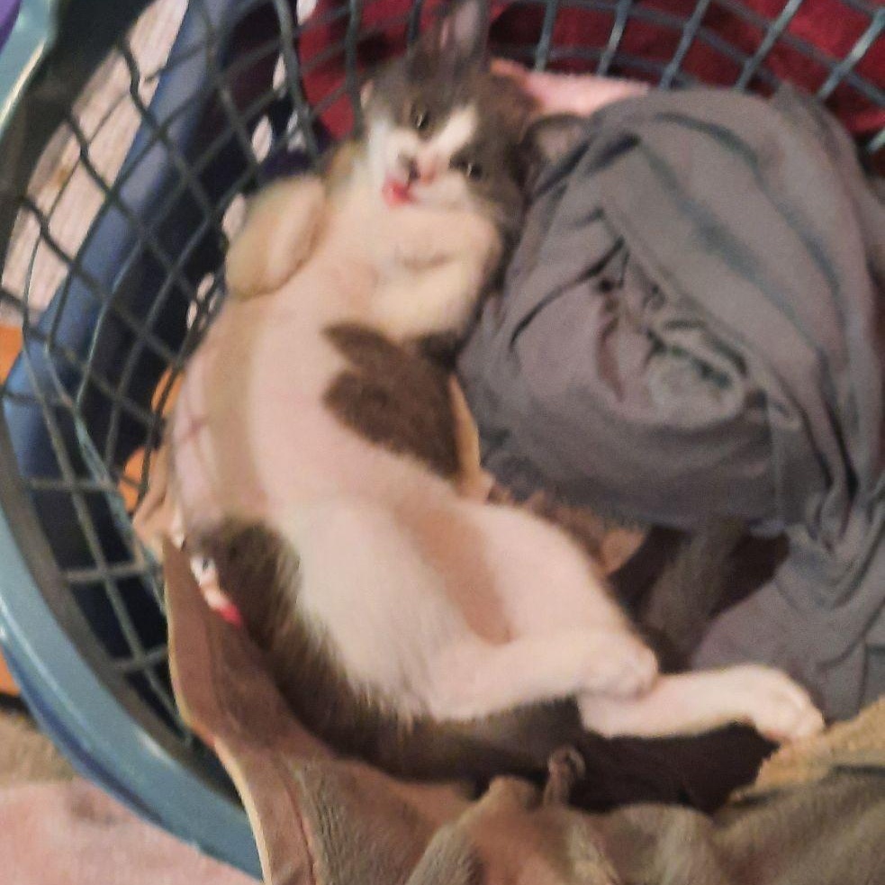 Purple Mountain Majesty, Adoptable, Kitten Female Domestic Short Hair.