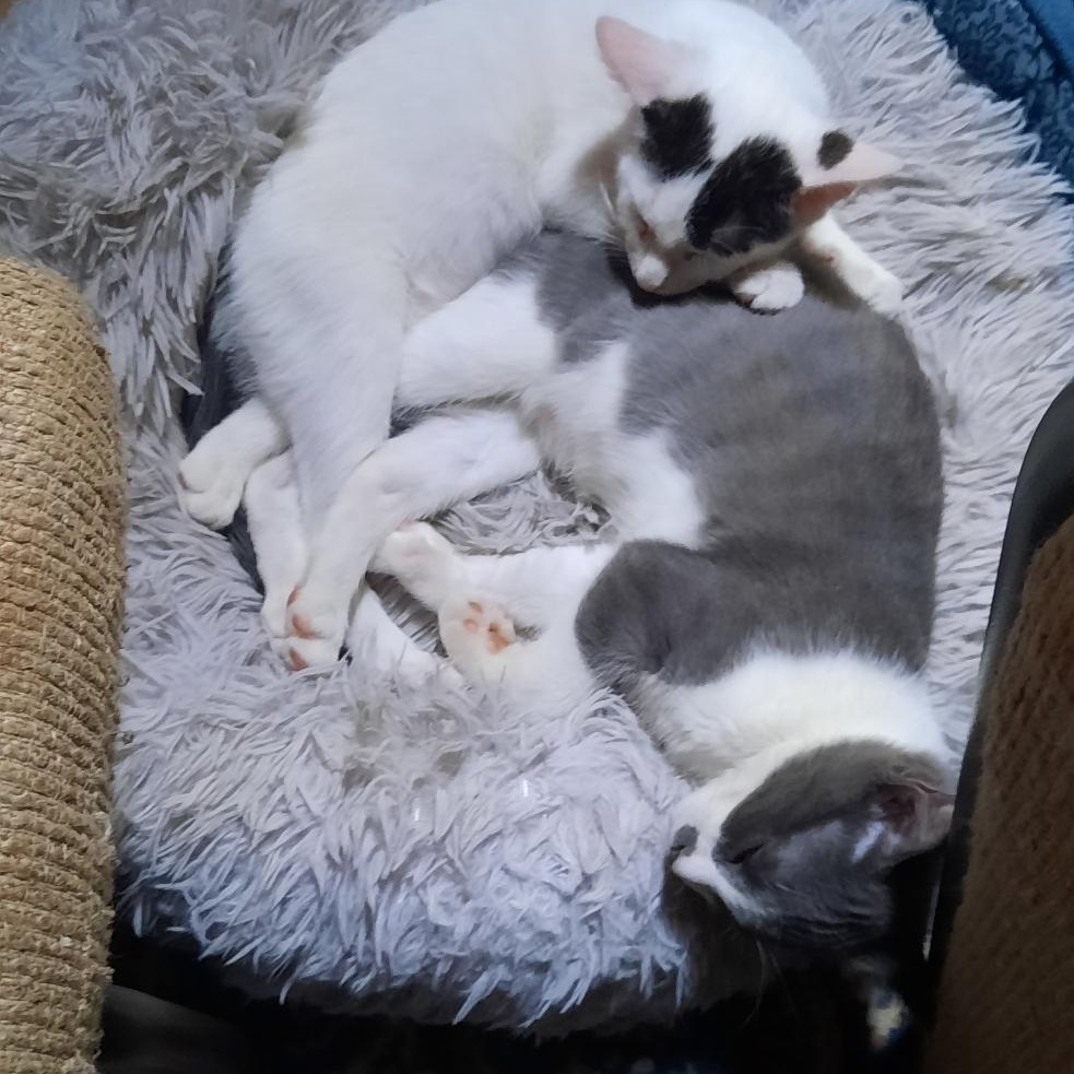 Enlarge Purple Mountain Majesty, a Adoptable Domestic Short Hair in Eaton Rapids, MI image 3/4