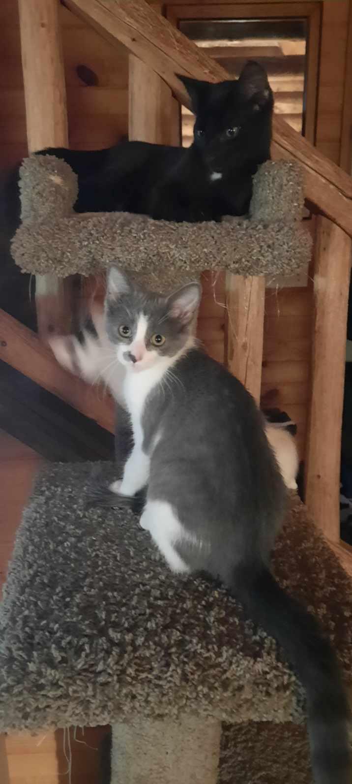 Enlarge Purple Mountain Majesty, a Adoptable Domestic Short Hair in Eaton Rapids, MI image 1/4