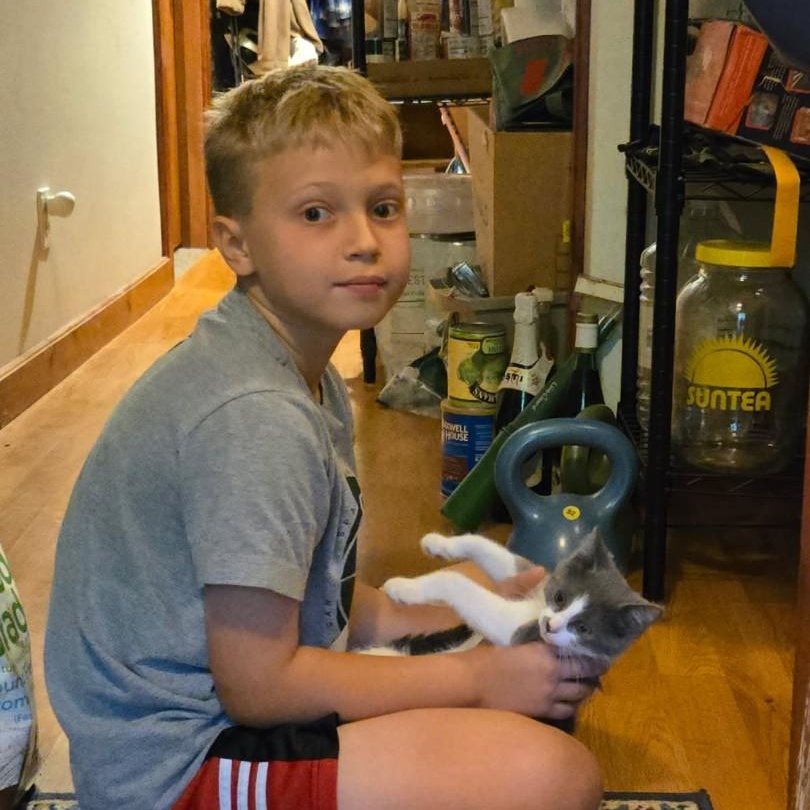 Purple Mountain Majesty, Adoptable, Kitten Female Domestic Short Hair.