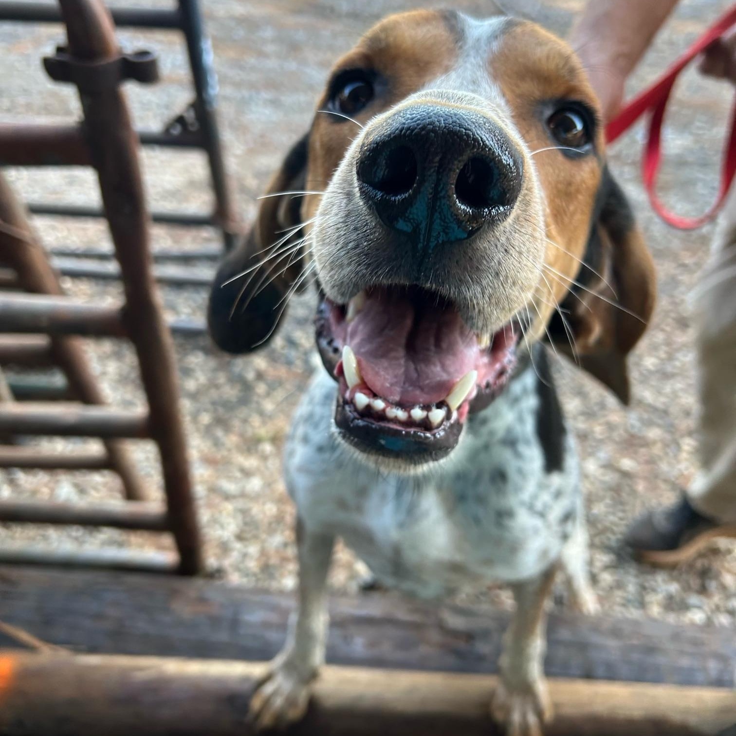 Marmaduke, Adopted, Young Male Treeing Walker Coonhound.