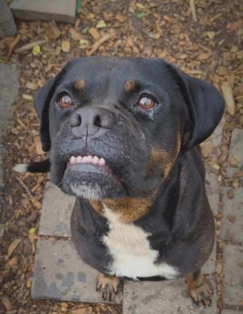 Enlarge Wiggles, a Adoptable English Bulldog in Ringwood, NJ image 6/6