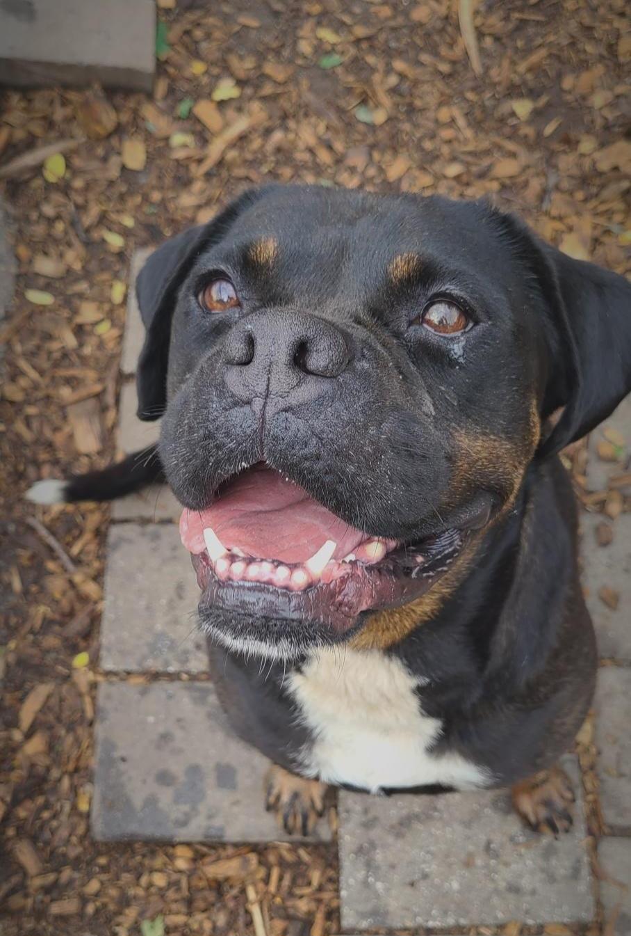 Enlarge Wiggles, a Adoptable English Bulldog in Ringwood, NJ image 1/6