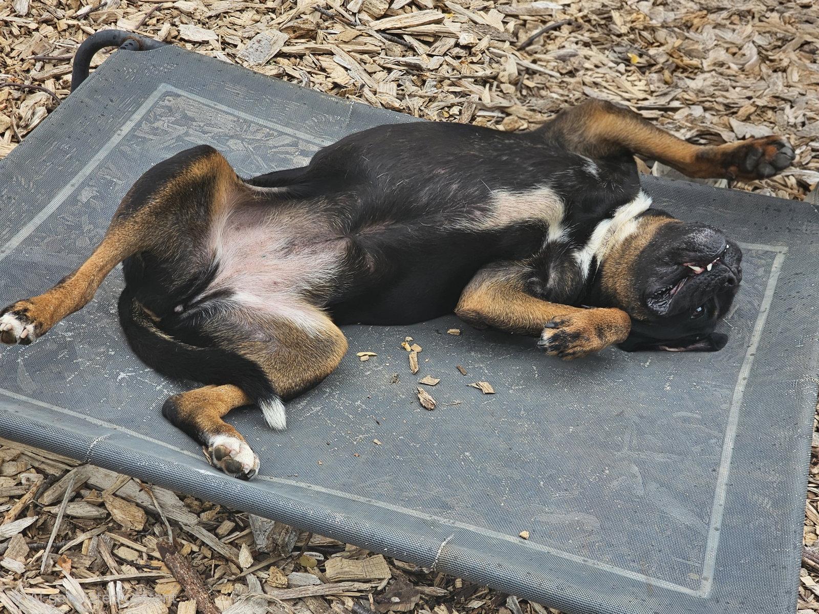 Enlarge Wiggles, a Adoptable English Bulldog in Ringwood, NJ image 3/6