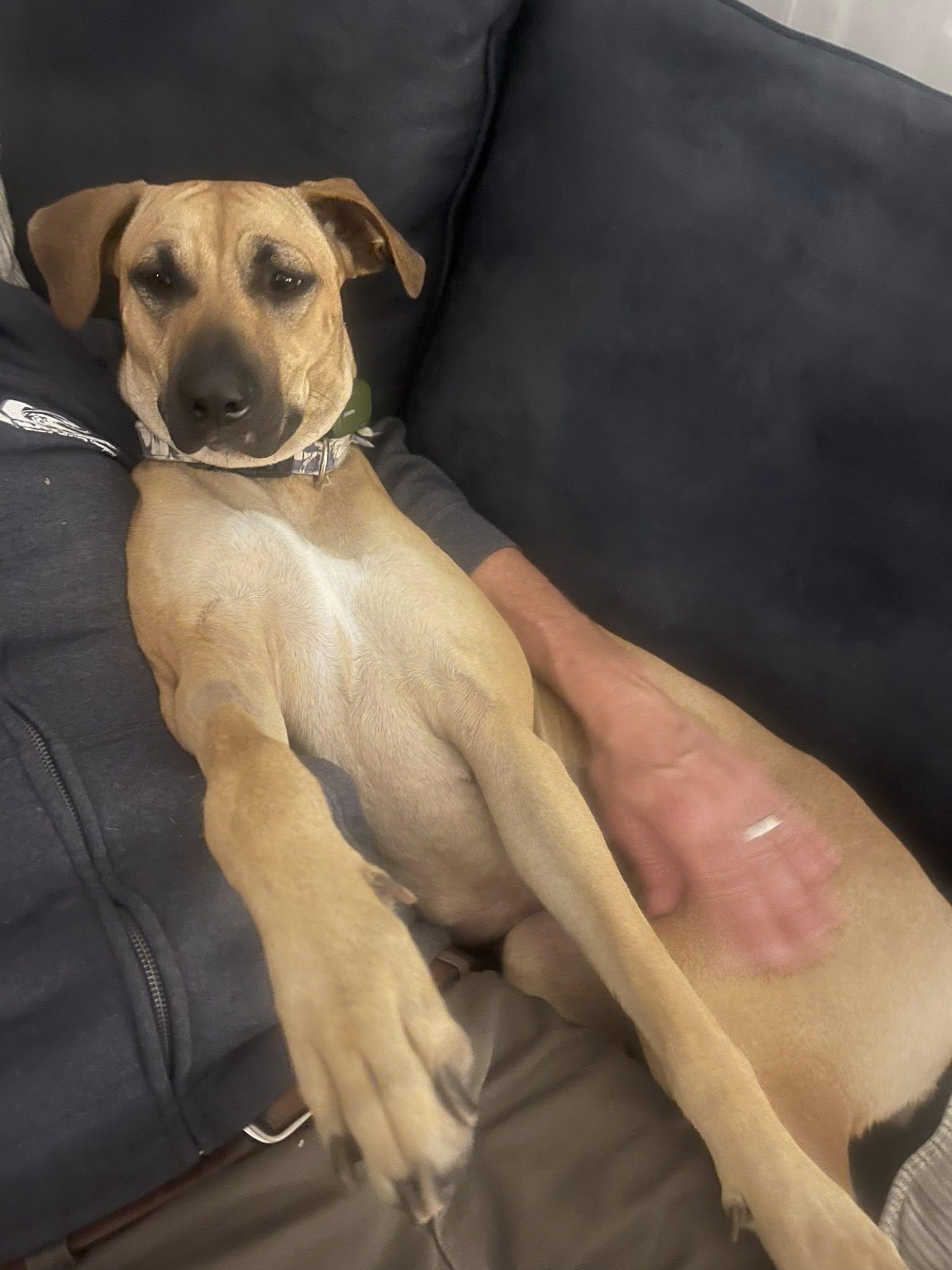 Love Bug, ADOPTABLE, Young Female Black Mouth Cur.